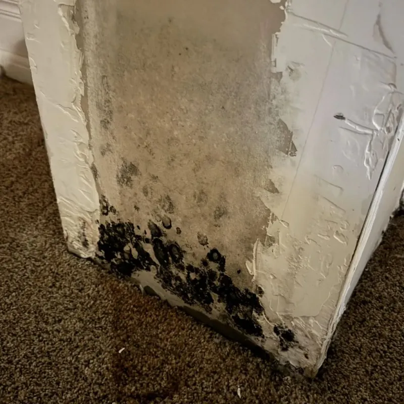 Professional Mold Removal in Firing Range, GA